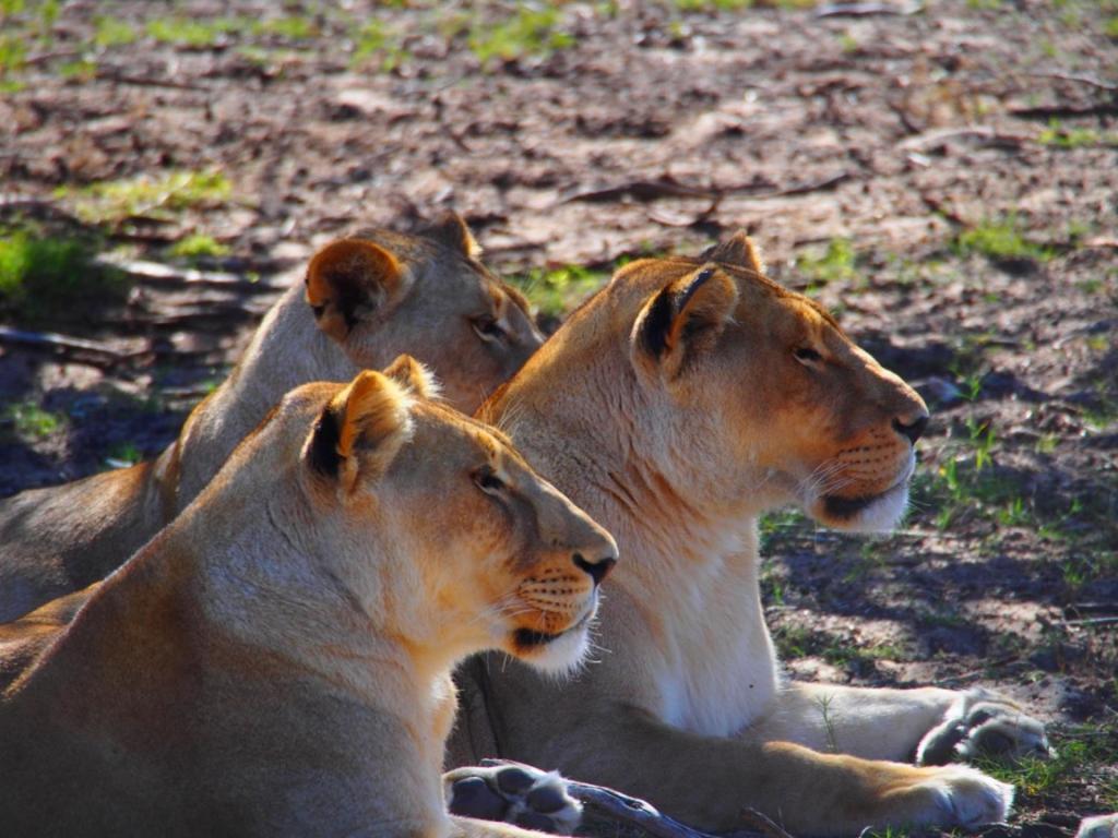 Addo African Home المظهر الخارجي الصورة