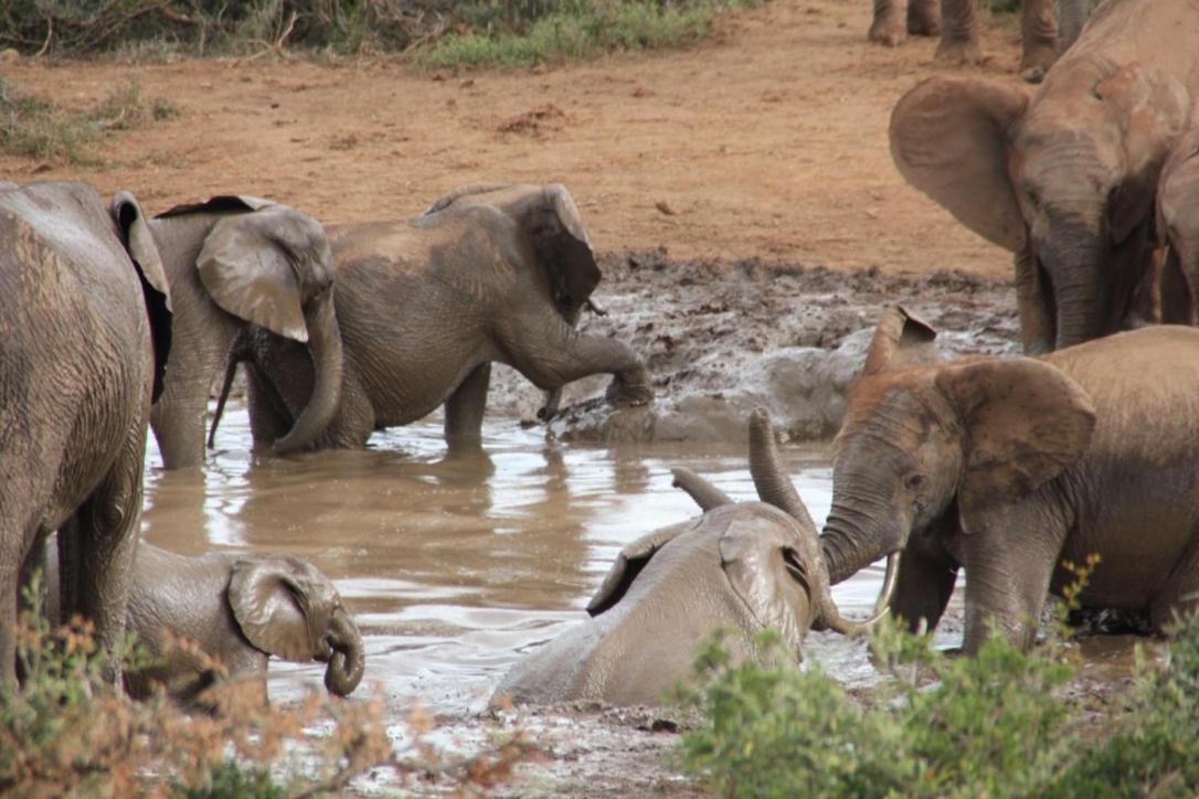 Addo African Home المظهر الخارجي الصورة